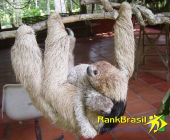 Menor cérebro do Brasil