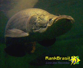 Festival gastronômico da Espanha homenageia o Brasil pela primeira vez