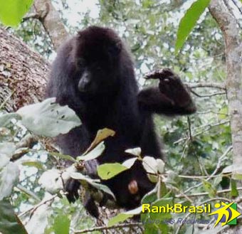 UOL: Tetra de Zagallo entra para o Guinness ´falso´