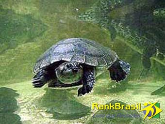 Maior quelônio de água doce