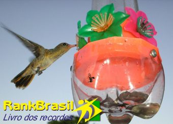 Menor ave do Brasil