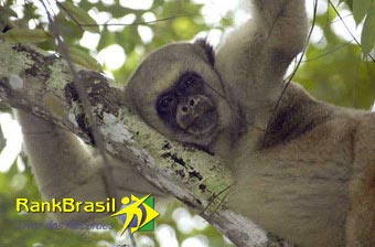Maior Primata do Brasil
