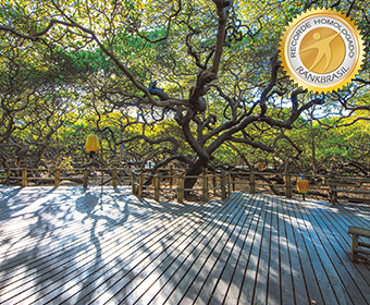 Maior cajueiro do Brasil