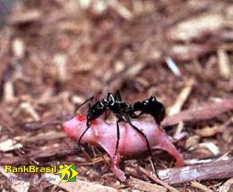 CURIOSIDADE - Pesquisa explica o bocejo contagioso