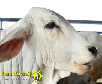 CURIOSIDADE – Papagaios não falam, apenas imitam sons