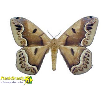 Maior mariposa do Brasil