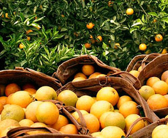 Maior coleção de quebra-cabeças montados