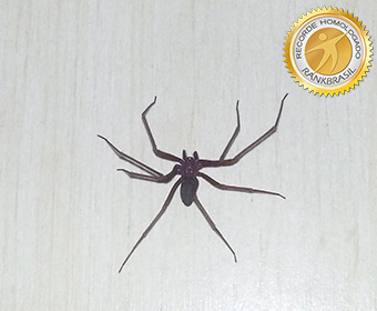 RankBrasil está de aniversário