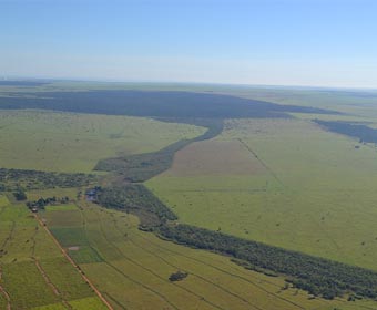 Maior corredor de floresta recuperada