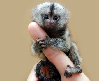 Menor primata do Brasil