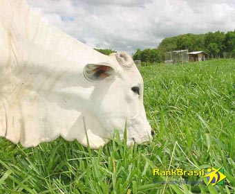 Maior exportador de carne bovina