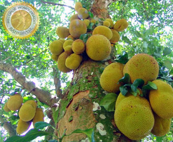 Maior fruto produzido por uma árvore