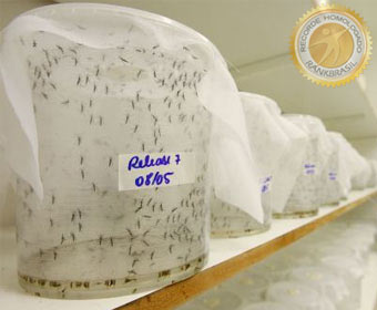 Fábrica com maior capacidade de produção do mosquito que combate a dengue