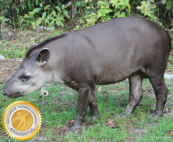 Uma das maiores empresas de cosméticos lança ferramenta online