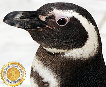 Primeiro pinguim nascido em cativeiro no Brasil