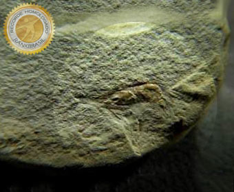 Amazônia tem a menor taxa de desmatamento da história