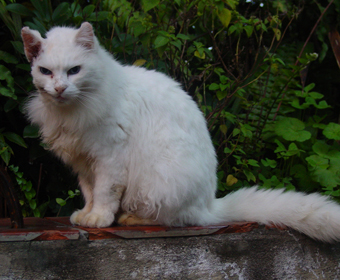 Gata com maior número de cirurgias do Brasil