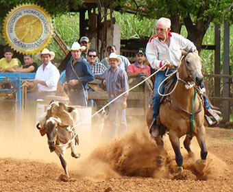 Mais idoso a praticar laço de bezerro