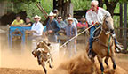 Mais idoso a praticar laço de bezerro