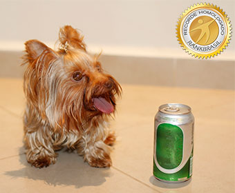 Menor cadela Yorkshire Terrier do Brasil
