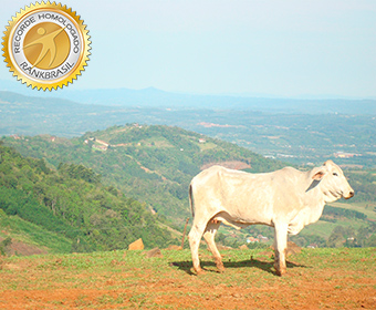 Maior valor adicionado por km² na produção rural