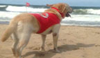 Primeiro cão guarda-vidas do Brasil