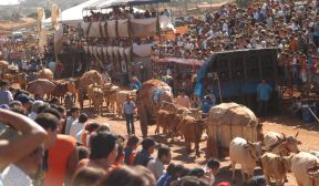 Maior desfile de carros de boi