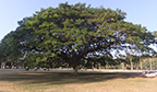 Maior árvore Samanea saman