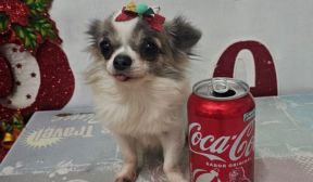 Menor Cadela Chihuahua do Brasil