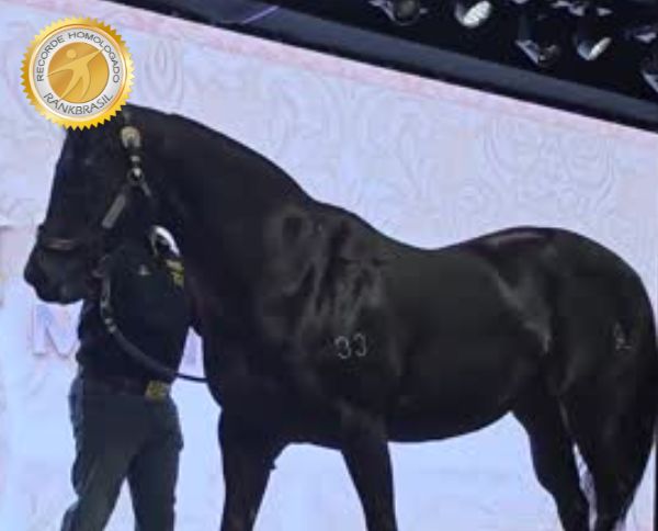 Maior Leilão de Cavalo Quarto de Milha do Brasil