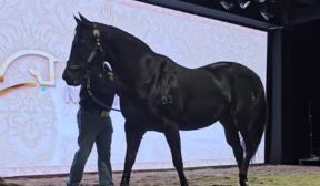 Maior Leilão de Cavalo Quarto de Milha do Brasil
