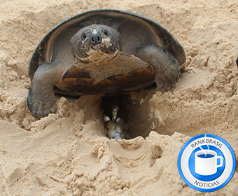 Projeto prevê soltura de mais de dois milhões de tartarugas em RO