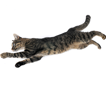 CURIOSIDADE - Gatos sempre caem de pé devido ao senso de equilíbrio