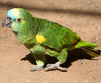 CURIOSIDADE – Papagaios não falam, apenas imitam sons