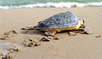 CURIOSIDADE – Tartarugas são lentas porque não precisam ser rápidas
