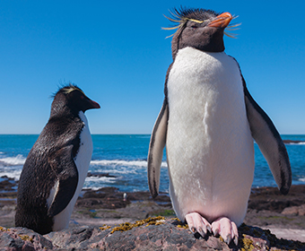 CURIOSIDADE – Pinguim resiste ao frio por sua camada extra de gordura