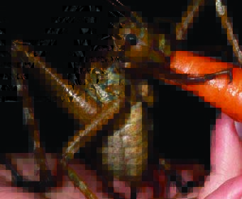Americano encontra inseto considerado o maior do mundo