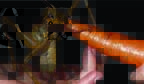Americano encontra inseto considerado o maior do mundo