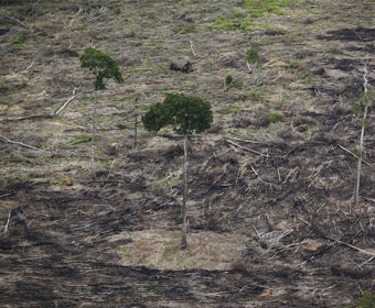 Campanha contra o novo Código Florestal tem mais de 1,5 milhão de adeptos