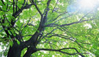 Dia da Árvore deve ser comemorado em respeito à natureza